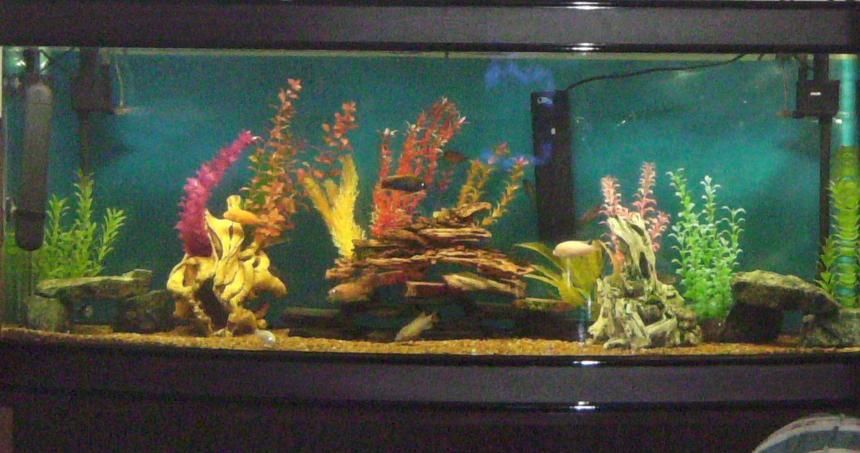 Rated #2960: 180 Gallons Freshwater Fish Tank - My African Tank