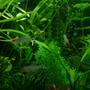 fish tank picture - Rummy Nose and Neon Tetra