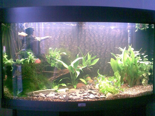 180 gallons planted tank (mostly live plants and fish) - Not the clearest of pictures, ill sort out a better one soon