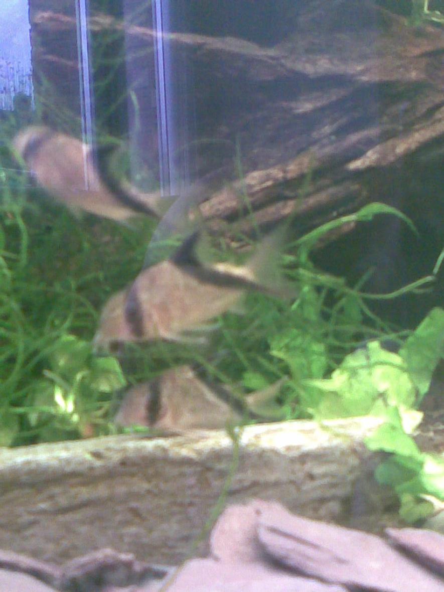 freshwater fish - corydoras aldolfoi - adolfoi cory cat stocking in 180 gallons tank - The 3 Amigo's