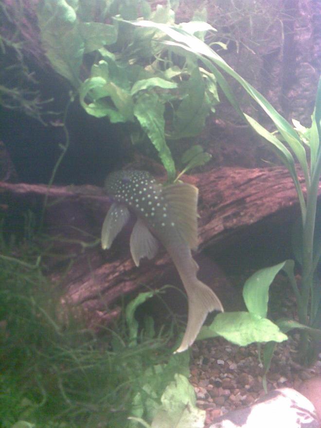 freshwater fish - baryancistrus demantoides - green phantom pleco stocking in 180 gallons tank - L200 Green Phantom Pleco
