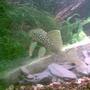 freshwater fish - baryancistrus demantoides - green phantom pleco stocking in 180 gallons tank - Another snap of the phantom menace