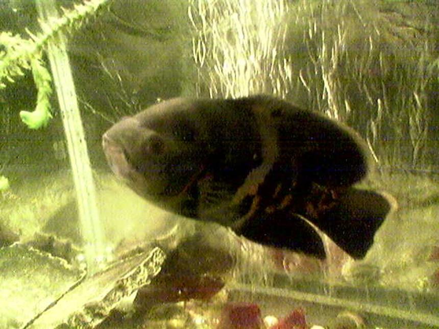 Rated #2133: Freshwater Fish - Astronotus Ocellatus - Tiger Oscar Stocking In 33 Gallons Tank - my pal oscar!