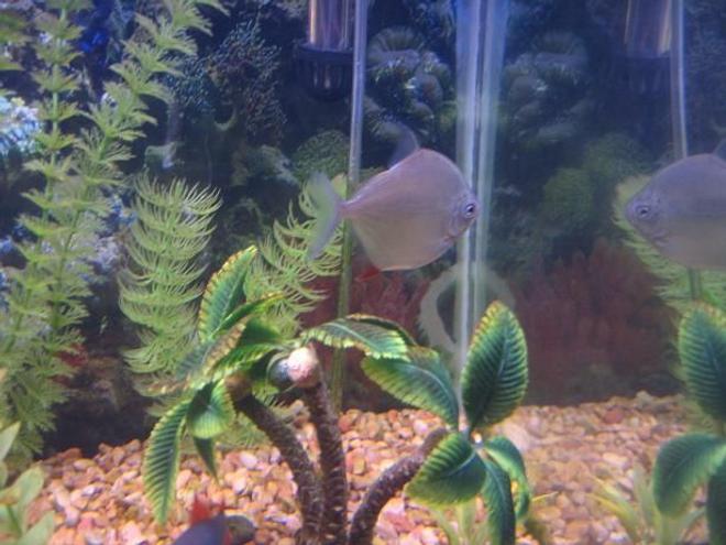 freshwater fish - metynnis argenteus - silver dollar stocking in 40 gallons tank - Silver Dollar