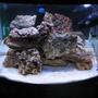 fish tank picture - How my current tank look like without the clown fish