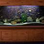 240 gallons freshwater fish tank (mostly fish and non-living decorations) - This is my 240 gallon Malawi tank with about 50 Malawi cichlids and 1 Pleco.