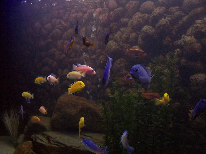 Rated #103: Freshwater Fish - Labidochromis Caeruleus - Electric Yellow Cichlid Stocking In 240 Gallons Tank - some of my Mbuna and other Malawi cichlids