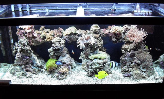 75 gallons reef tank (mostly live coral and fish) - as of 12/5/08