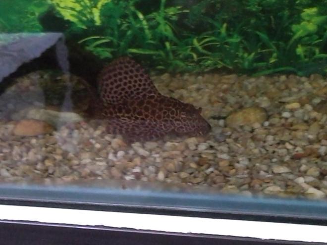 freshwater fish - hypostomus punctatus - trinidad pleco stocking in 150 gallons tank - My pleco. About a year old