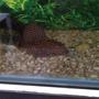 freshwater fish - hypostomus punctatus - trinidad pleco stocking in 150 gallons tank - My pleco. About a year old