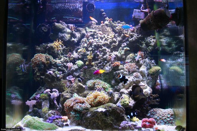 60 gallons reef tank (mostly live coral and fish) - Front 1