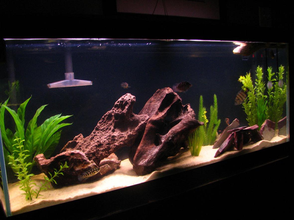60 gallons freshwater fish tank (mostly fish and non-living decorations) - The Tank......