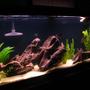 60 gallons freshwater fish tank (mostly fish and non-living decorations) - The Tank......