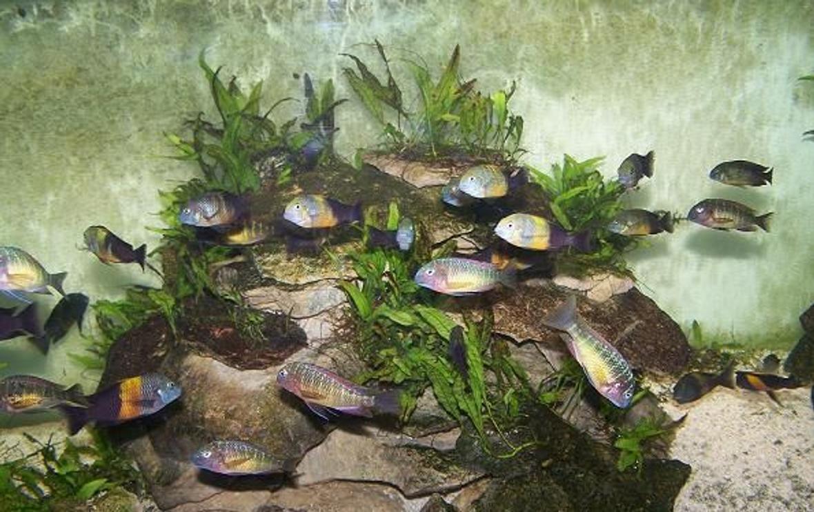 freshwater fish - tropheus moorii - moorii (kaiser ii) cichlid stocking in 165 gallons tank - 72x24x24 Tropheus Tank 14 F0 Kasanga 15 + Fry 12 F0 Bemba 40+Fry