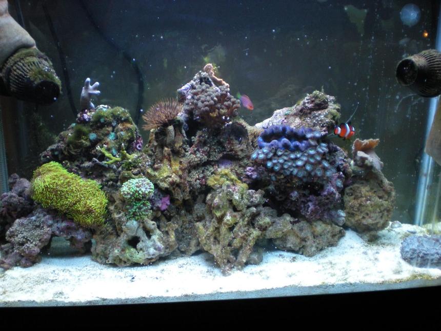 Rated #186: 29 Gallons Reef Tank - My tank