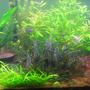 89 gallons planted tank (mostly live plants and fish) - my 4 footer