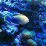 saltwater fish - macropharyngodon meleagris - leopard wrasse stocking in 75 gallons tank - Potter's Leopard Wrasse