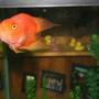 freshwater fish - heros severus x amphilophus citrinellum - blood parrot stocking in 56 gallons tank - Loui, my Heart-Shaped Parrot
