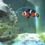 saltwater fish - amphiprion ocellaris - ocellaris clownfish stocking in 29 gallons tank - Clown