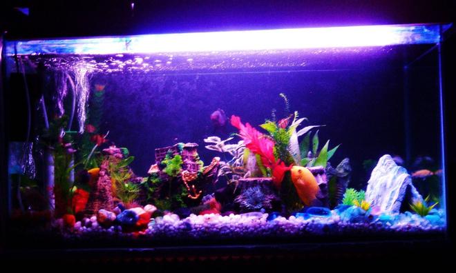 43 gallons freshwater fish tank (mostly fish and non-living decorations) - Artificial Decoration Include provide multiple separate caves

2 Sunken Ships
1 Blue cave structure
1 Hollow Tree Trunk

Gravel and rock base