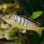 freshwater fish - labeotropheus fuelleborni - fuelleborni cichlid, marmalade stocking in 80 gallons tank