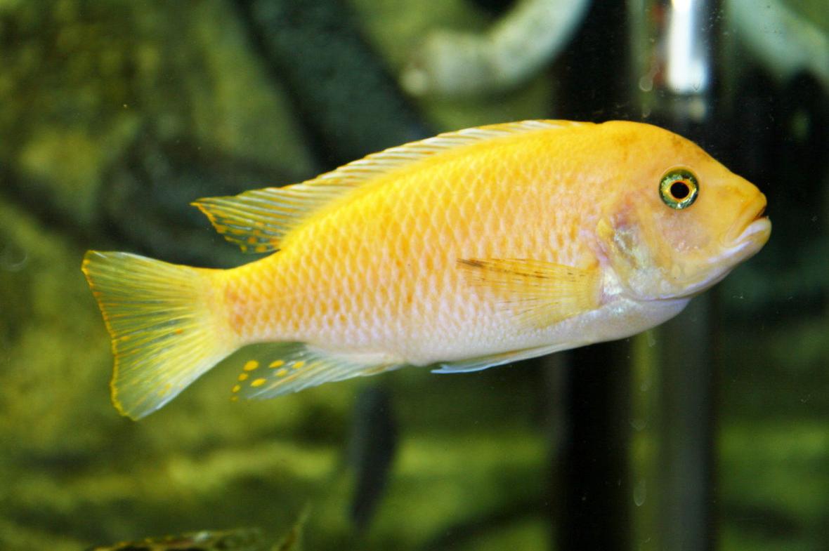 freshwater fish - metriaclima lombardoi - kenyi cichlid stocking in 80 gallons tank - malawi