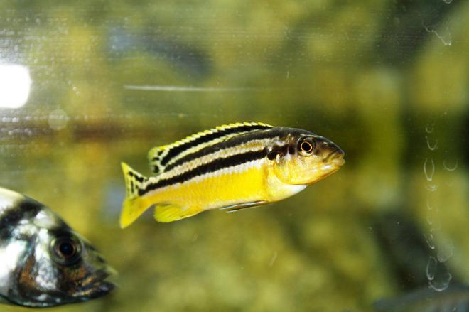 freshwater fish - melanochromis auratus - auratus cichlid stocking in 80 gallons tank - malawi