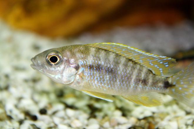 freshwater fish - otopharynx lithobates - sulphur crested lithobate stocking in 80 gallons tank - malawi