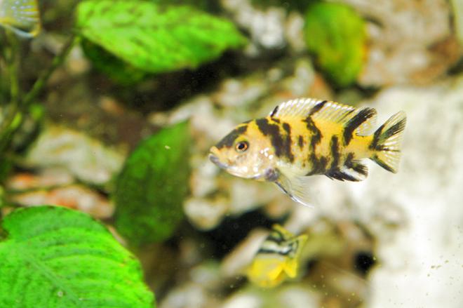 freshwater fish - aulonocara nyassae var. - peacock cichlid, orange blossom stocking in 80 gallons tank - malawi