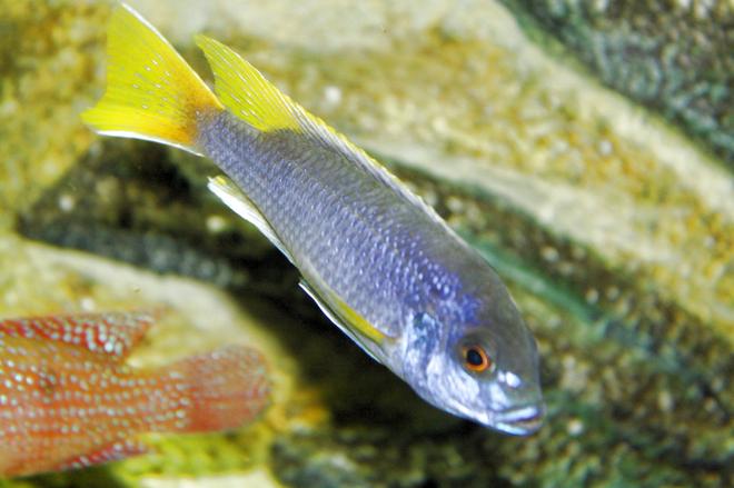 freshwater fish - pseudotropheus acei - acei cichlid stocking in 80 gallons tank - malawi