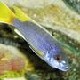 freshwater fish - pseudotropheus acei - acei cichlid stocking in 80 gallons tank - malawi