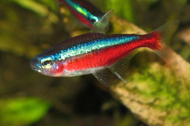 freshwater fish - paracheirodon axelrodi - cardinal tetra stocking in 30 gallons tank - Cardinal tetra - extreme closeup