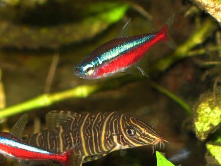 freshwater fish - paracheirodon axelrodi - cardinal tetra stocking in 30 gallons tank - cardinal tetra and botia