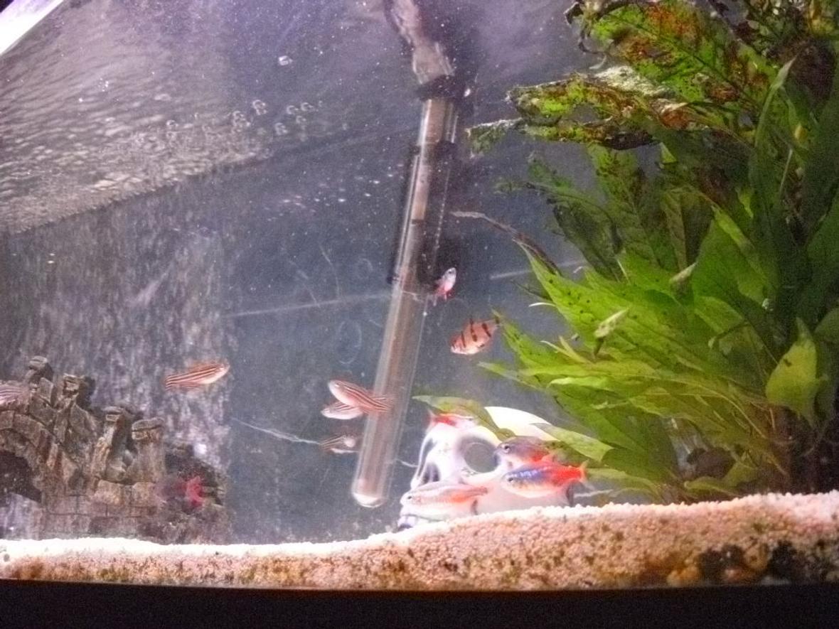 4 gallons freshwater fish tank (mostly fish and non-living decorations) - some fish