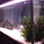 fish tank picture - from the side
