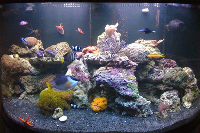 saltwater fish - siganus magnifica - magnificent foxface stocking in 144 gallons tank - My tank with the new black substrate