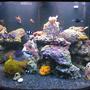 saltwater fish - siganus magnifica - magnificent foxface stocking in 144 gallons tank - My tank with the new black substrate