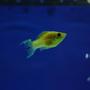 freshwater fish - poecilia latipinna - balloon molly stocking in 180 gallons tank - this is my golden molly which i dont have eny more