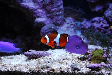 saltwater fish - amphiprion ocellaris - ocellaris clownfish stocking in 20 gallons tank - One of the two clown fish, with a marking on it's left fin.