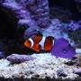 saltwater fish - amphiprion ocellaris - ocellaris clownfish stocking in 20 gallons tank - One of the two clown fish, with a marking on it's left fin.