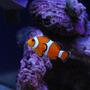 saltwater fish - amphiprion percula - true percula clownfish stocking in 20 gallons tank - Second clown fish.