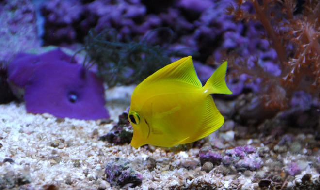 saltwater fish - zebrasoma flavescens - yellow tang - hawaii stocking in 20 gallons tank - Yellow tang