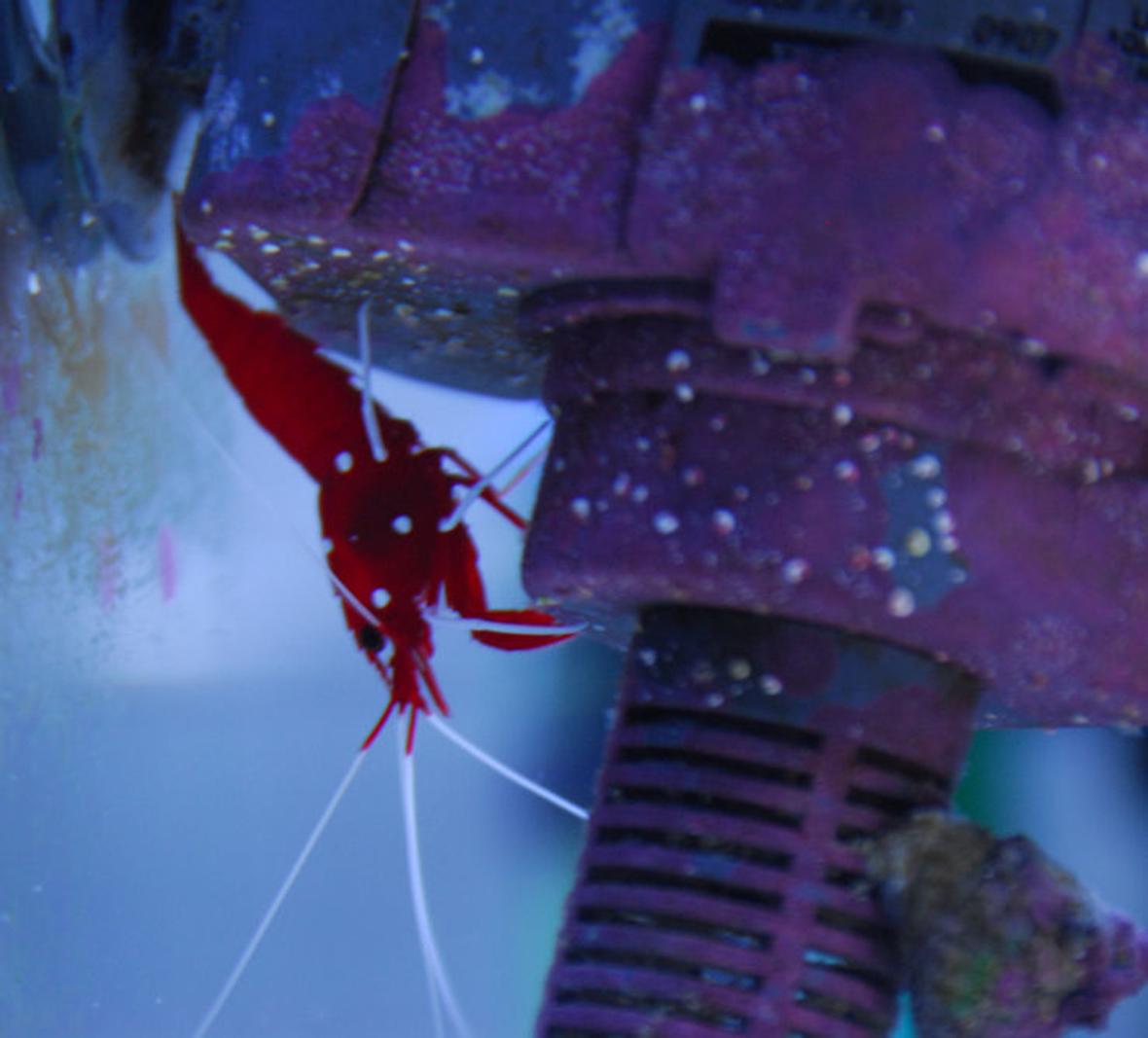 corals inverts - lysmata debelius - blood red fire shrimp stocking in 20 gallons tank - Fire shrimp, hiding from the clown fish.