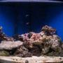 fish tank picture - 70 gal, crabs, snails, no skimmer, temporary light, 60 lbs rock, 80 lbs sand, no fish, running since aug 08