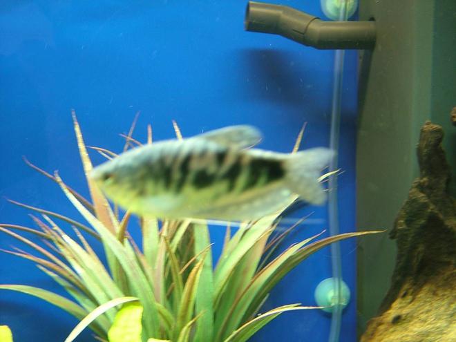 freshwater fish - trichogaster trichopterus - opaline gourami stocking in 180 gallons tank - this is my opailine gourami he has died