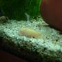 freshwater fish - corydoras aeneus - albino aeneus cory cat stocking in 180 gallons tank - this is my aldino cory