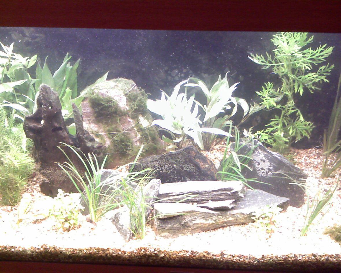 fish tank picture - Dwarf chichlid tank