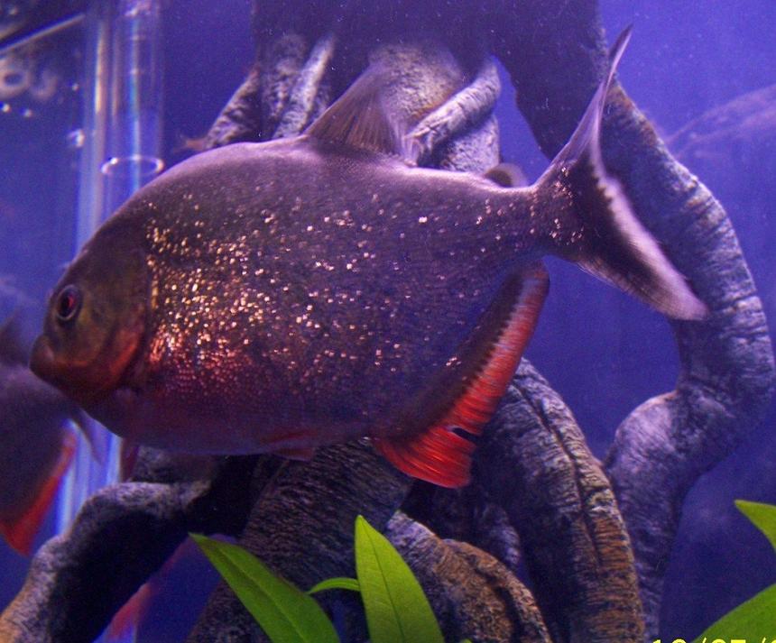 Rated #59: Freshwater Fish - Pygocentrus Nattereri - Redbellied Pirhana Stocking In 120 Gallons Tank - 6 inch Red Belly Piranah

Feed them Goldfish, Shrimp, Beefheart, Nightcrawlers and the Baby Red Belly Fry I feed Baby Brine Shrimp and Frozen Bloodworms when they are bigger