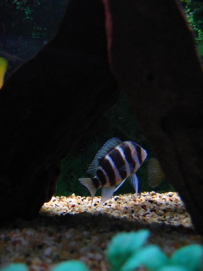 freshwater fish - cyphotilapia frontosa - frontosa cichlid stocking in 75 gallons tank - Frontosa trying to hide.