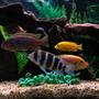 freshwater fish - cyphotilapia frontosa - frontosa cichlid stocking in 75 gallons tank - Red Top Zebra, Red Zebra, Blue Dolphin, Jacobfrebiergi, Frontosa, Hajomaylandi, Electric Yellow.